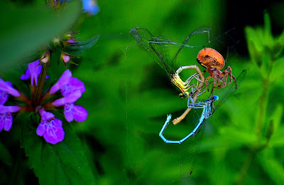 Libelle, Odonata, , Libellen, dragonfly, Libélula, libellule, Spinnen, spider, araignée, arañas, ragno, паук, con nhện, Spinning, spin