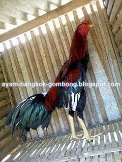 Perbedaan Ayam Taji Dan Ayam Pukul 5