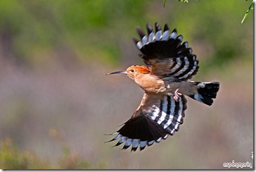 Secuencia de vuelo