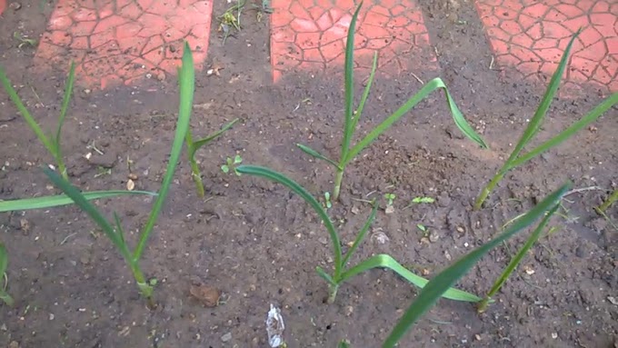 Garlic Update December 2016