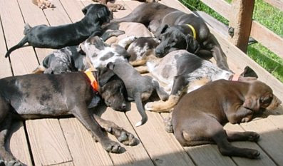 Dog pile