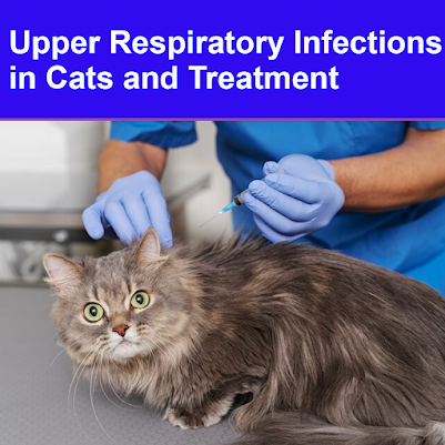 Upper Respiratory Infections in Cats and Treatment