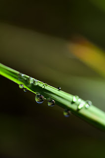 Vetiver Rain