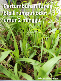 pertumbuhan tunas rumput odot umur 2 minggu