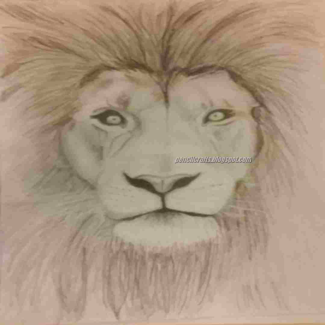 The Lion Pencil Drawing