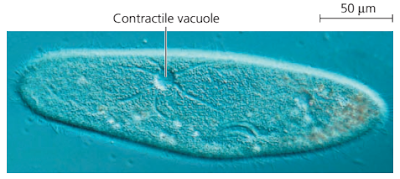 Vakuola kontraktil paramecium, fungsi Vakuola kontraktil