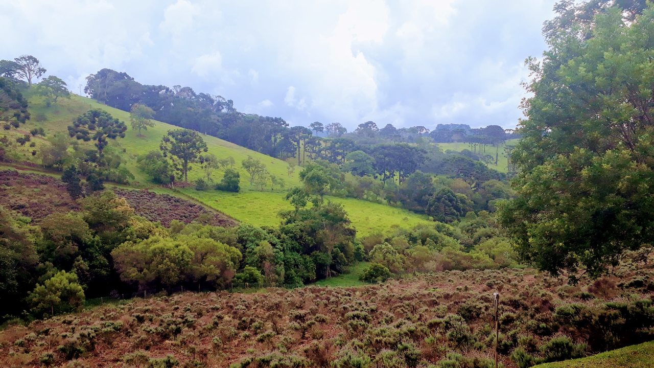 O Contemplário de Cunha - Campos de Lavanda em São Paulo