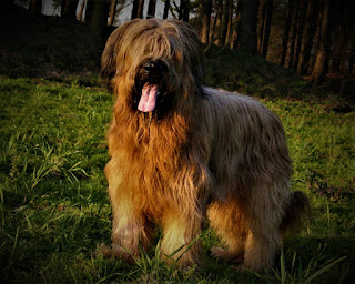 Briard dog French Shepherd history One of the oldest and most well-known breeds both in France and abroad is the briard breed. These dogs are known as very sincere and kind, and their thick, long hair is a hallmark on which briard is so recognizable.  The origin of the breed dates back to the eighth century. Despite the fact that the briard was spread almost all over France, its homeland is the region of Brie (and yes - you correctly understood, the name of the region is in keeping with the name of Brie cheese). And the breed itself in the Middle Ages was long known as Chien Berger De Brie.  On the other hand, there is another story explaining the name of the breed (because we remember that it was widespread everywhere, not only in the Brie region). This second version sounds like this: a legend of the 14th century tells that Aubrey de Montdidie, the courtier of King Charles V, erected the cathedral in memory of the brave dog breed Briard, who saved the life of his son Aubrey. Chien d'Aubry eventually became the name of the breed briard. Which version to believe - to choose you.  Anyway, the French monarchs really loved these dogs, and Charlemagne is no exception. He kept several such dogs, and they often accompanied him on trips around the country and lived in the palace. This is confirmed by tapestries and other art objects left over from then, on which the emperor is often depicted with his dogs.  In addition, the Briard dog was an honorary breed of French troops during Napoleon's reign. The Emperor loved these dogs for their devotion and courage.  One of the well-known and in its own amazing facts is that this breed was brought to America by Thomas Jefferson himself - one of the founding fathers of the United States and one of the authors of the Constitution of this country. The American Kennel Club recognized this breed in 1928. But in England, these dogs were seen only in the 60s of the 20th century, which is quite unusual, given that in France the breed existed since the eighth century.    Characteristics of the breed popularity                                                           02/10  training                                                                07/10  size                                                                        07/10  mind                                                                     07/10  protection                                                          06/10  Relationships with children                         10/10  Dexterity                                                             06/10     Breed information country  France  lifetime  10-13 years old  height  Males: 58-69 cm Bitches: 56-65 cm  weight  Males: 27-41 kg Suki: 23-34 kg  Longwool  long-haired  Color  black, fawn, grey  price  700 - 1500 $   description Briard is a strong, muscular, and slender medium-sized dog. The head is quite wide, covered with long hair, forming a beard. The limbs are of medium size, but because of the amount of wool seem short. The muzzle is a little flattened, and the ears are folded. The tail is medium, and the hair is long. The color can have any color except white, but most often it is black, fawn, gray.     personality Breed of dogs Briard combines a lot of wonderful qualities, however, the most characteristic features - its courage, devotion, and a huge, kind dog heart. So kind that in France there is a saying - "Briard, this heart is wrapped in wool."  Briard is very attached to his family and owner and likes to be around no matter what you do. It is more important for the dog to feel contact and interact with the owner, rather than to distinguish between any particular activity. Although, of course, the dog's favorite activities are available - and it is, of course, walks, games, exercises, and even household chores, if the dog has the opportunity to help in them. For example - to drag a garden cart for an elderly mistress who lives in a private house or going to the cottage.  Briard is a herding breed of dog, and this is reflected in everyday life within the family. The pet may try to control his family as a herd by pushing you or letting his voice go. But these animals are very affectionate and love their people endlessly, although they can be stubborn and at some point may even try to put themselves in the role of leader. This quality partly comes, again, from the shepherd's past. It is quite possible to work with this, but you need to start from an early age, showing your dog who, so to speak, is the house owner and leader.  This is a lovely dog for the family, a great companion with which is always fun and fun. They have an above-average energy level, and need daily walks, active games, and exercise, as in the absence of activity can gain excess weight, in addition, it negatively affects the character of the dog.  Strangers are perceived with restraint, with distrust, although if they are friends of your family and they often visit your house, the dog will get used to them and will be friendly. Very well-treated children, but there is one subtle point. If you have a dog, but you do not have children yet and they will appear a little later, then you will need to introduce your pet to children. This will broaden his horizons and give him the concept of this, so to speak, slightly different variety of human beings.  Breed Briard has a wonderful intelligence, perfectly understands everything that happens around them, understands the person, and is able to well recognize various behavioral problems. The dog also feels the emotional state of the owner and is always happy to support his presence. And, please, this dog is more of a stay-at-home mom, and even if you have a private house with your own yard, your pet would rather choose your company inside the house than loneliness - outside. But Briard is still a great watchdog, alert and suspicious of strangers.     teaching The briard dog needs education and obedience training, as it naturally has a penchant for stubbornness and can sometimes show its own independence. This needs to be corrected, but by no means through rudeness and uncompromising pressure.  The dog can learn many different commands, but the basics must be learned necessarily. And separately it is worth noting the harmonization of character in relation to strangers, as about 30% of individuals of this breed by default are tuned to strangers quite hostile. They may not be aggressive, but they are clearly not friendly.  You have to socialize your dog and introduce her to different people and other animals, which greatly softens the character. In the process of training be consistent, patient, with a good sense of humor, do not lose yourself on trifles, as well as a retreat if the dog immediately does not want to perform commands. And encouragement and delicious things will be a good ally in the learning process.     care Long and thick wool ideally requires daily combing, and this is not suitable for everyone. But the minimum is combing 3 times a week. Buy the animal at least once a week, eyes clean as needed, ears three times a week. The claws are trimmed three times a month.     Common diseases Breed of dog briard, like all breeds, has some diseases, although not the fact that you will meet them in your pet:  hip dysplasia is a hereditary disease in which the femur does not fit tightly to the hip joint; elbow dysplasia; Congenital inpatient night blindness; hypothyroidism: it is a thyroid disease. It is believed that hypothermia can lead to conditions such as epilepsy, alopecia (hair loss), obesity, lethargy, hyperpigmentation, pyoderma, and other skin diseases; progressive retinal atrophy; von Willebrand's disease; Cancer gastric torsion, or, as they say, "in the people" - the turn of the intestines.