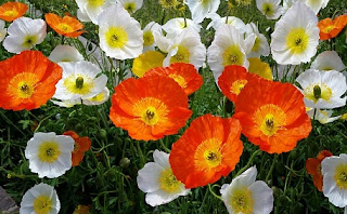 icelandic poppy