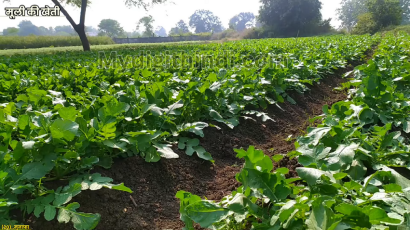 मूली की खेती | Radish farming