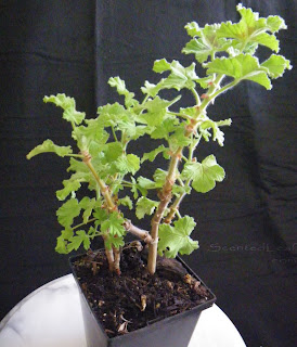 Pelargonium Snowflake small plants