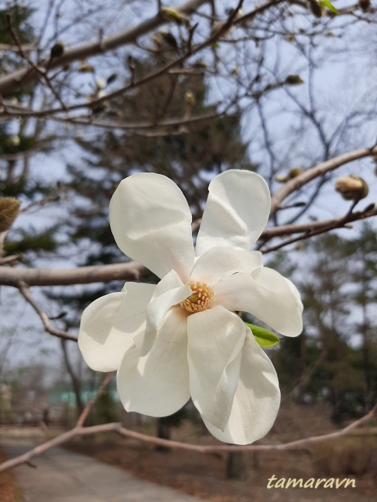 Магнолия Лёбнера (Magnolia × loebneri)