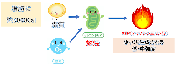 脂肪からATPを生成する仕組み