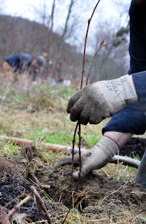 A close-up photo of someone planting a bare-root plant. A gloved left hand is holding the stem in place while the right hand holds a dirt clump.