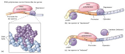 bagaimana regulasi ekspresi gen, bagaimana regulasi lac operon