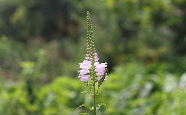 Physostegia Virginiana Flowers Pictures