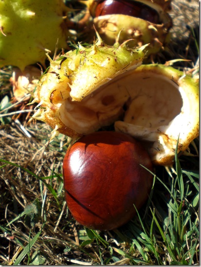 chestnut
