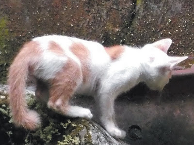 Foto-Foto Anak Kucing Lucu di Luar Jendela Kamar Kost Gue 01