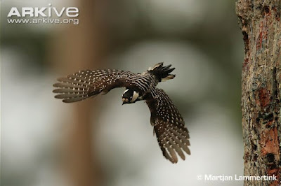 Red cockaded Woodpecker