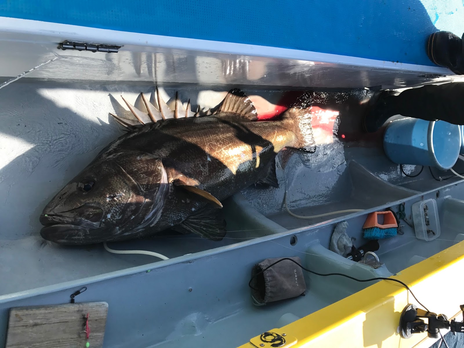 今日もツリビヨリ 釣行記 イシナギ１本３２kg 片瀬江ノ島港 渚丸 落とし込みブリ船