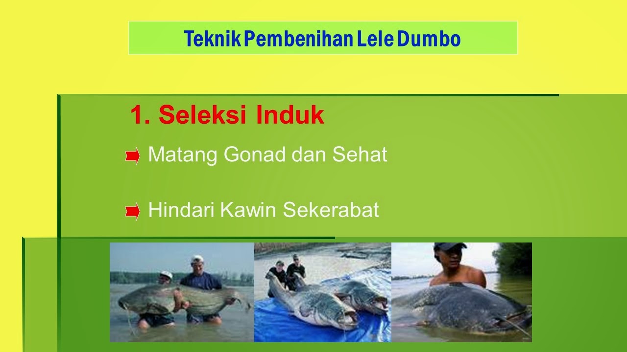 Tehnik Hati kumpulan materi soal prakarya wirausaha  
