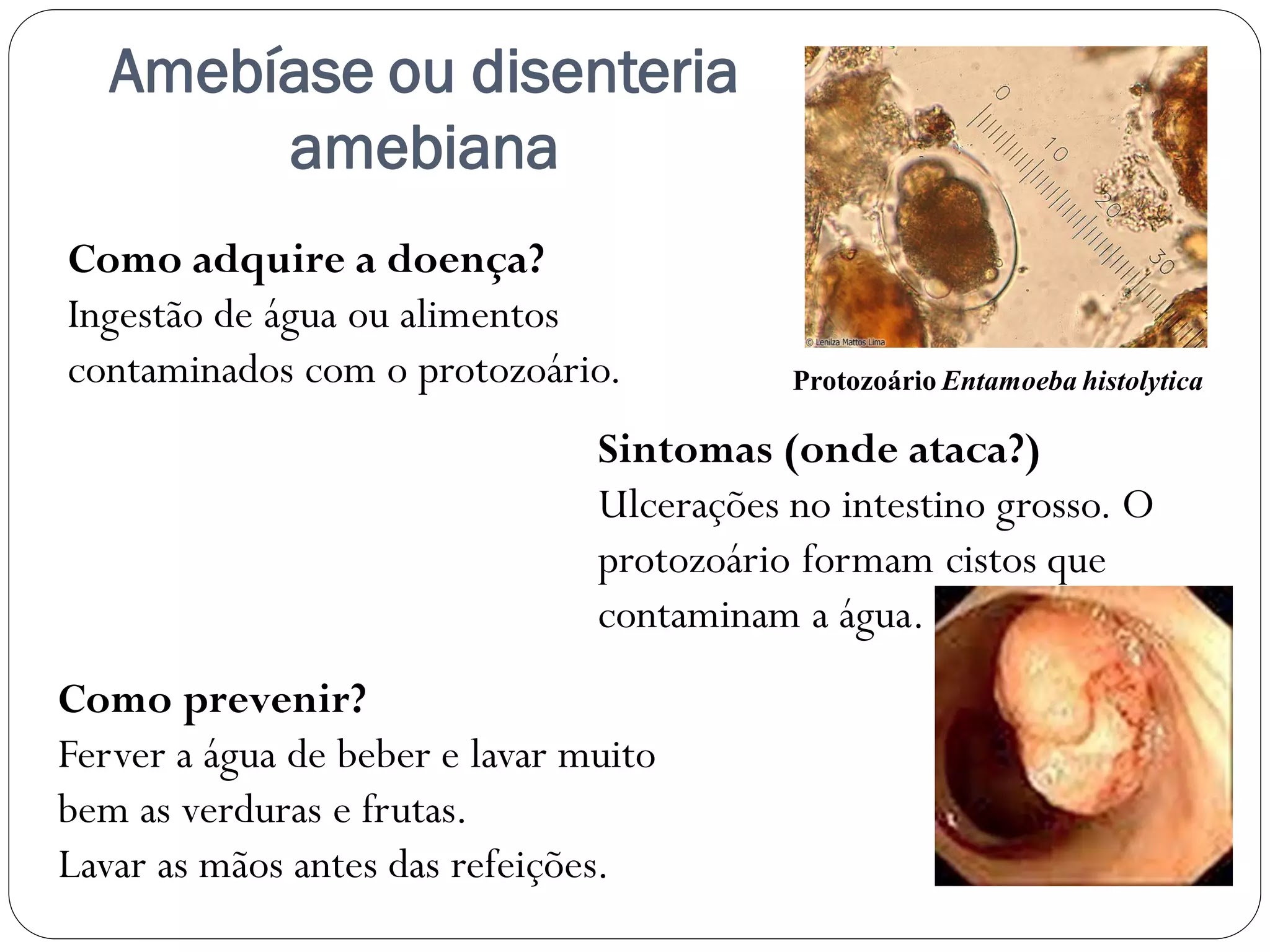 Reino Protista resumo