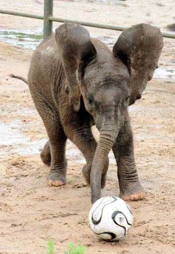 ... funny animals, euro 2012, animals play football, animals play soccer