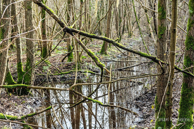 Natuurgebied de Mortelen 4