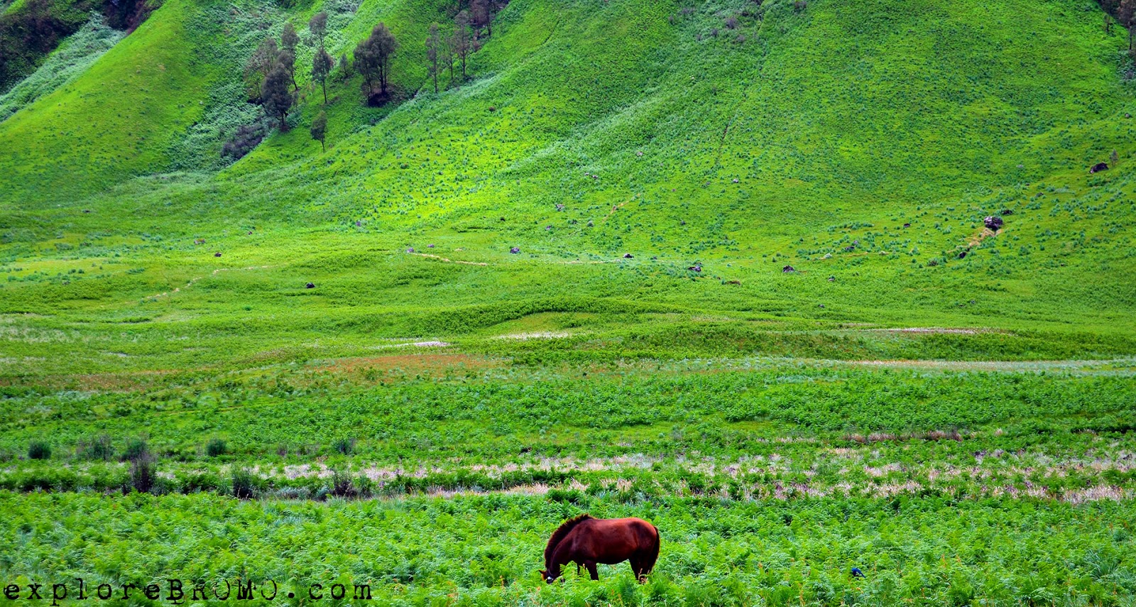 Paket Wisata Bromo Adventure Wisata Alam Jawa Timur