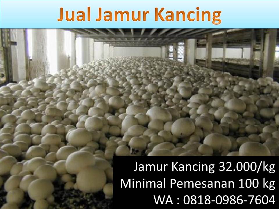 Jamur kancing berapa kalori - produk paling laku dijual online