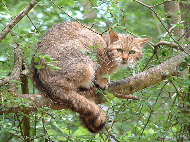 Image result for european wildcat