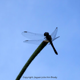 Dance of the Dragonfly step 5