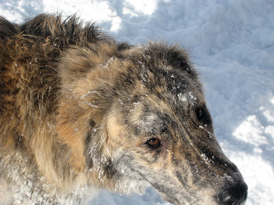 marley a brindle longhair dog looks up at the camera with snow on his nose while standing in a field of snow