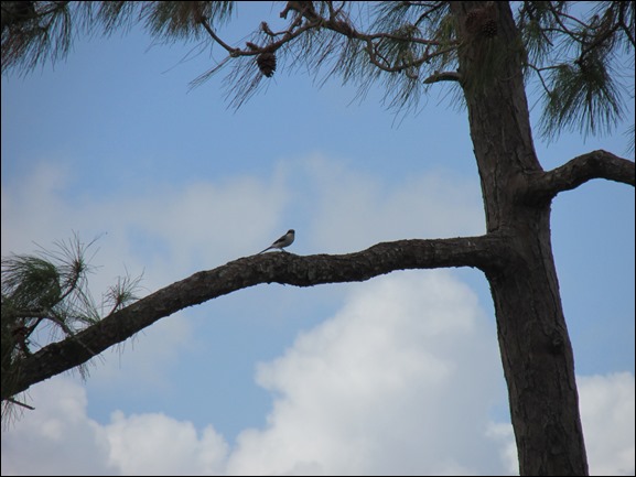 Loggerhead Shrike Bird (1)