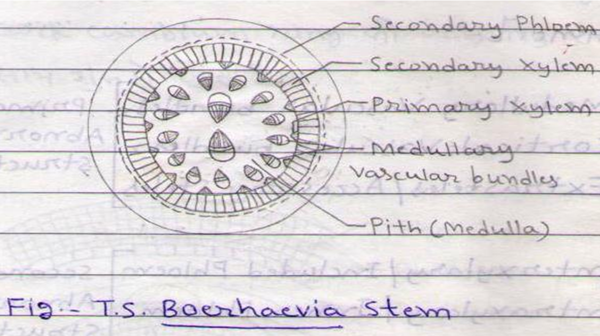 Lower vascular plant | Definition, Taxonomy, Physical Characteristics, &  Facts | Britannica