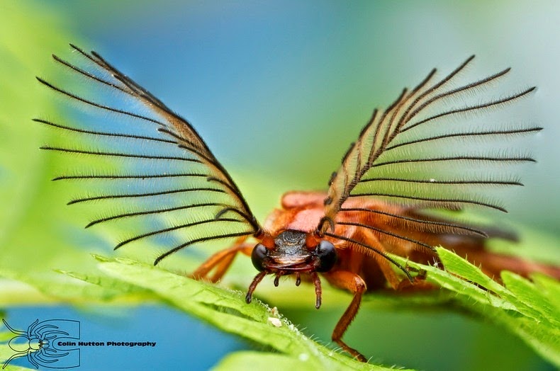 glowworm-beetle-1 glowworm-beetle-1