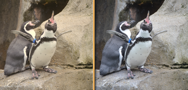 In the left image, rocks have a tan cast. In the right, they're gray.