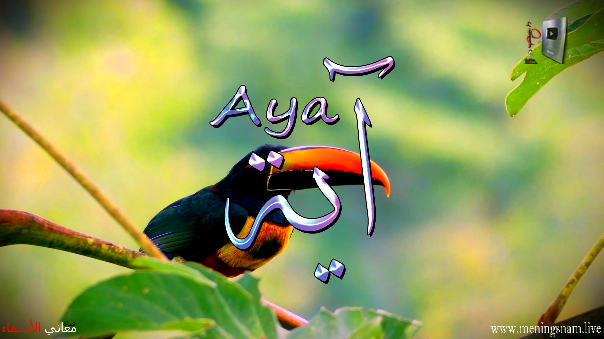 معنى اسم,  آية, وصفات, حاملة, هذا الاسم, Aya,