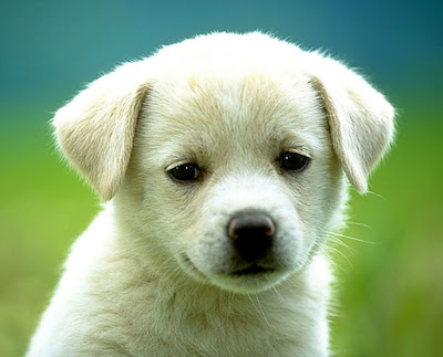 A cute white dog