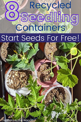 Plastic seed staring containers with plants growing in them