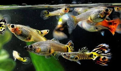 Ikan Hias Air Tawar Yang Tahan Lama, Awet dan Tidak Mudah Mati