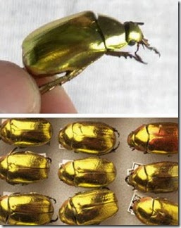 Gold_Animal_1b
