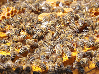 What happens to bees in the winter