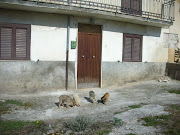 venerdì 22 marzo 2013 (cuccioli affamati)