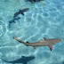 Ανακάλυψε μεσαιωνικό μενταγιόν στην κοιλιά καρχαρία