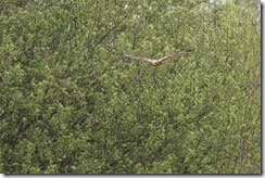 Marsh Harrier