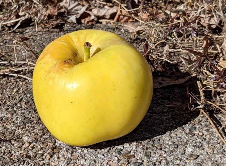 Yellow Apple Varieties: Popular Apple Trees With Yellow Fruit
