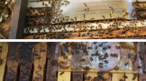 Alimentador en Bolsita para abejas