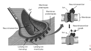 Mekanisme pelepasan neurotransmiter oleh sinapsis.