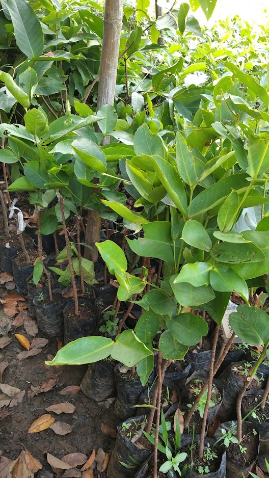 bibit jambu black kingkong tanaman hasil stek okulasi cepat berbuah kontraktor Sumatra Barat